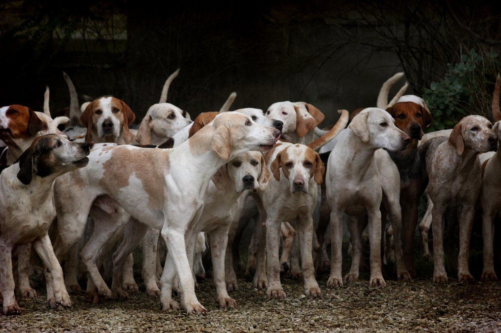Tierheime holen weniger Hunde aus dem Ausland Tierheime holen weniger Hunde aus dem Ausland