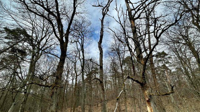 Borkenkäfer befallen immer mehr Fichten und Eichen in Rheinland-Pfalz