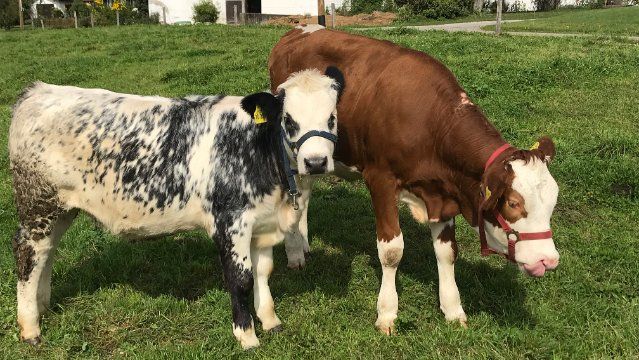 Geo for kids – Die Kuh und ihre Milch