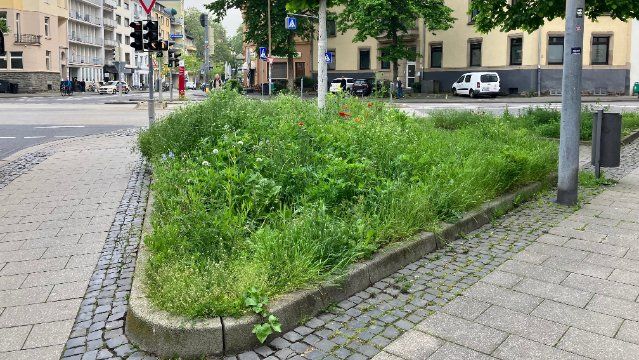 Stadtgärtner in Koblenz beginnen mit der Mahd