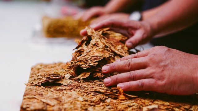 Mann transportiert fast 52 Kilogramm Tabak in Müllsäcken