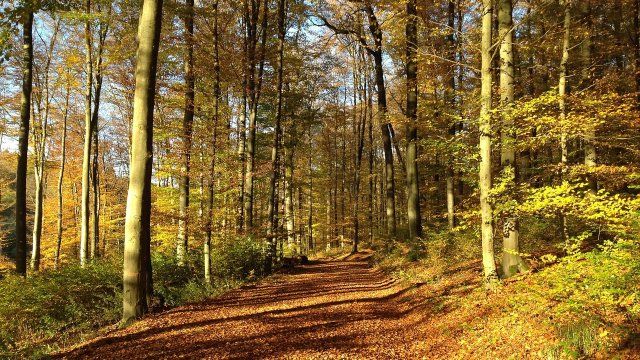 Westerwald: Neue Naturwaldreservate bei Altenkirchen und Neuhäusel ausgewiesen