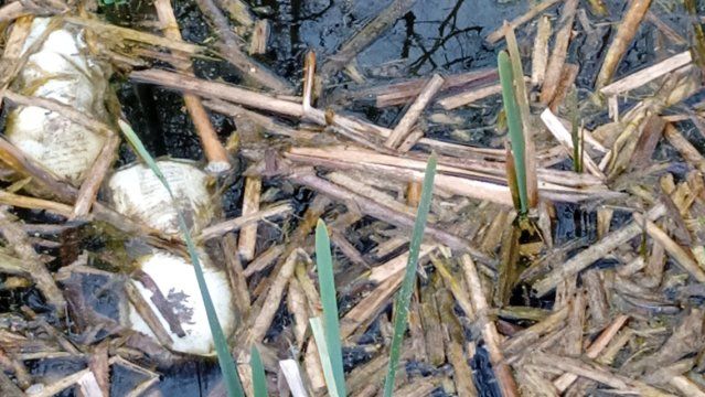 Verschmutzung im Biotop Emser Wiesen