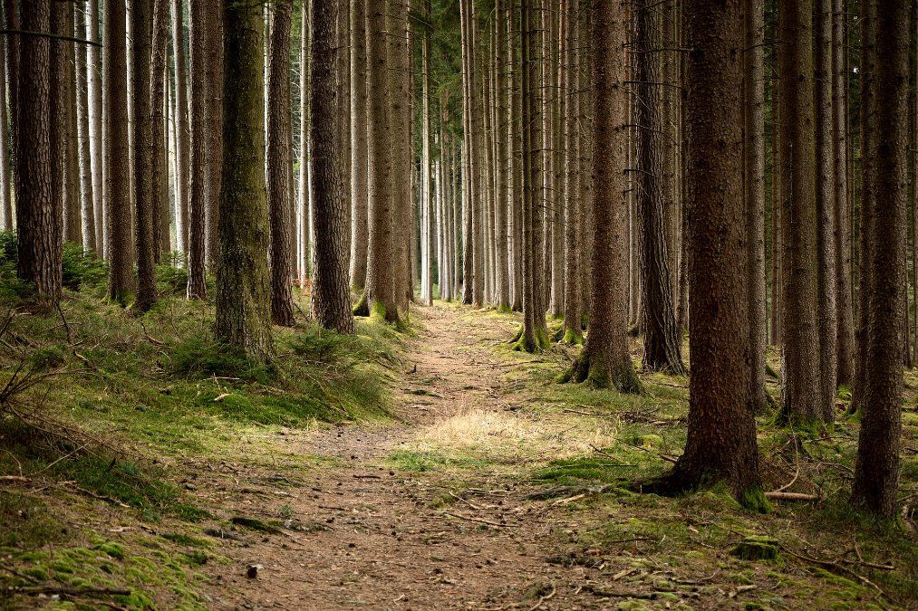 Neue Struktur für den Naturschutz in Rheinland-Pfalz Neue Struktur für den Naturschutz in Rheinland-Pfalz