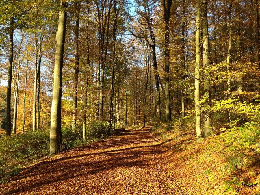 Westerwald: Neue Naturwaldreservate bei Altenkirchen und Neuhäusel ausgewiesen Westerwald: Neue Naturwaldreservate bei Altenkirchen und Neuhäusel ausgewiesen