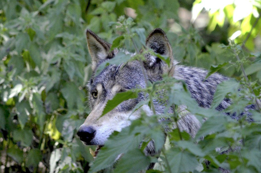 Fünf neue Wölfe in Rheinland-Pfalz entdeckt Fünf neue Wölfe in Rheinland-Pfalz entdeckt