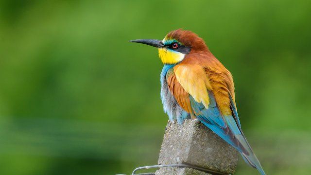 Vögel in Rheinland-Pfalz: Weniger Bienenfresser im vergangenen Jahr