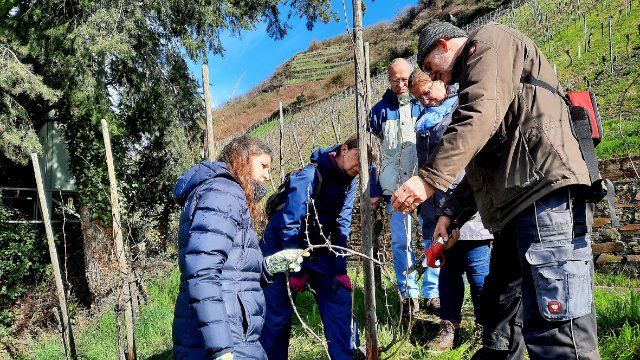 „Winzer für ein Jahr“ nehmen Arbeiten im Lehrweinberg auf