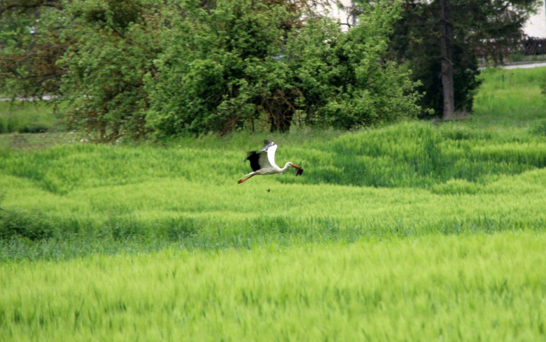 Storch fliegt zu seinem Nest Storch fliegt zu seinem Nest