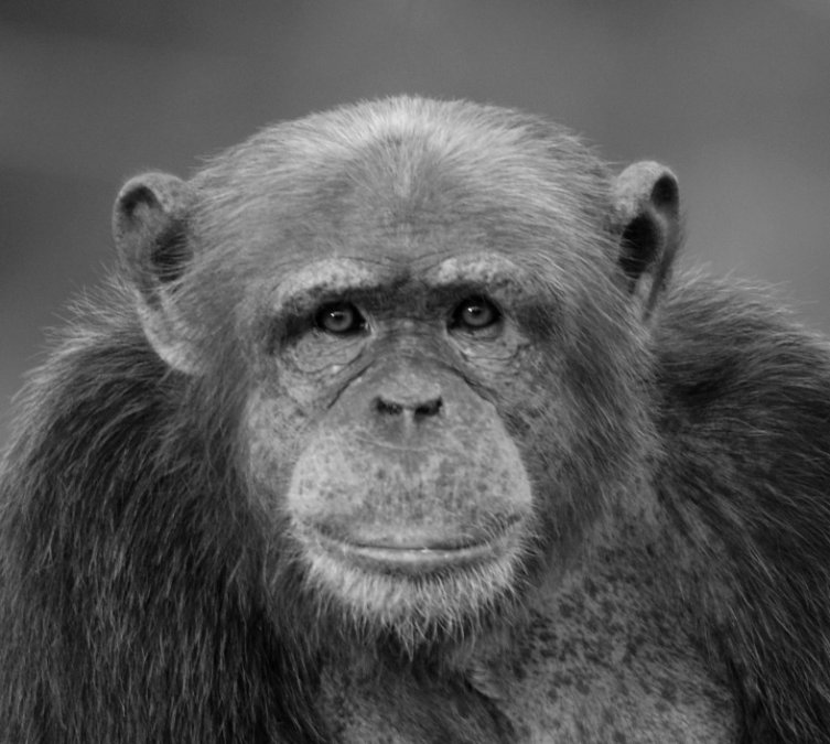Trauer im Zoo Neuwied: Schimpanse Marlock verstorben