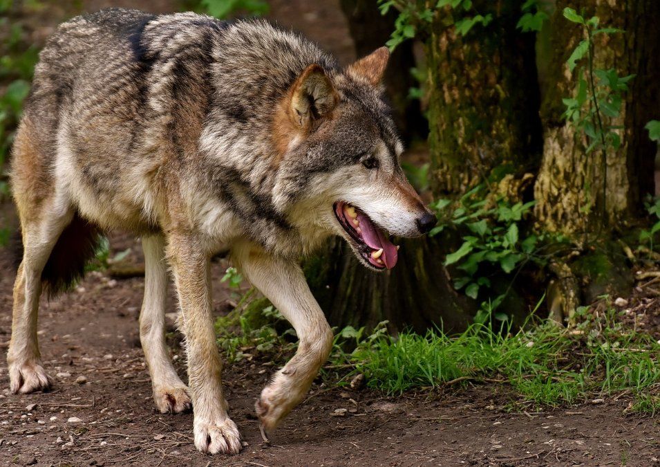 Acht Wolfsrisse in Rheinland-Pfalz im laufenden Jahr registriert Acht Wolfsrisse in Rheinland-Pfalz im laufenden Jahr registriert