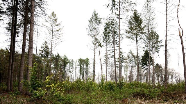 Waldbegehung in Schenkelberg