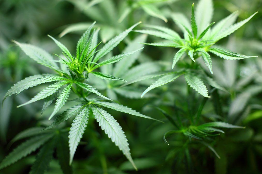 Cannabis-Plantage ausgehoben
