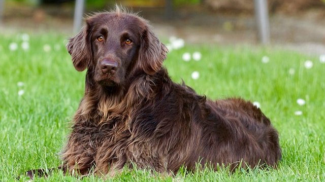Initiative zu neuem Hundeplatz in Mayen