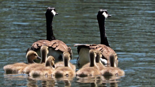 Verirrte Gänsefamilie in Linz