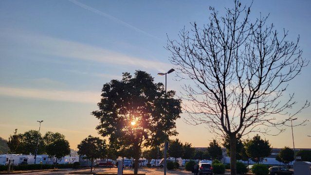 Klimawandel: Andernacher Bäume leiden