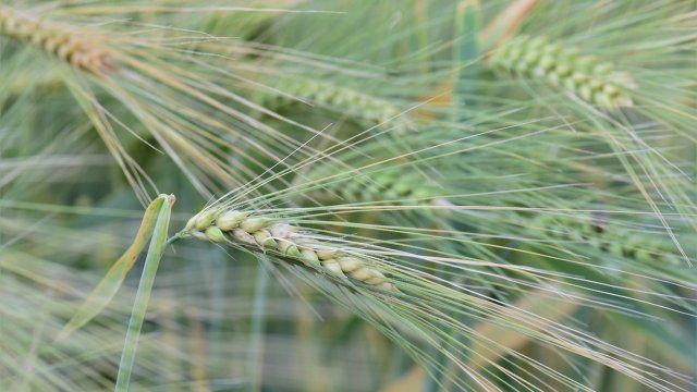 Prognose: Regional bis zu 17 Prozent Ernteeinbußen beim Winterweizen