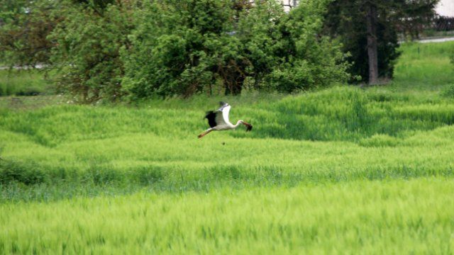  Storch fliegt zu seinem Nest