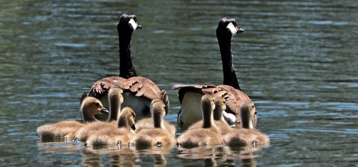 Verirrte Gänsefamilie in Linz Verirrte Gänsefamilie in Linz
