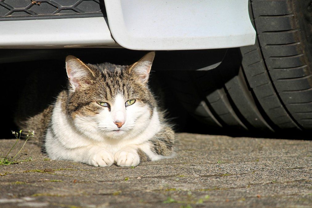 Katze fährt rund 40 Kilometer in Motorraum eines Autos mit Katze fährt rund 40 Kilometer in Motorraum eines Autos mit