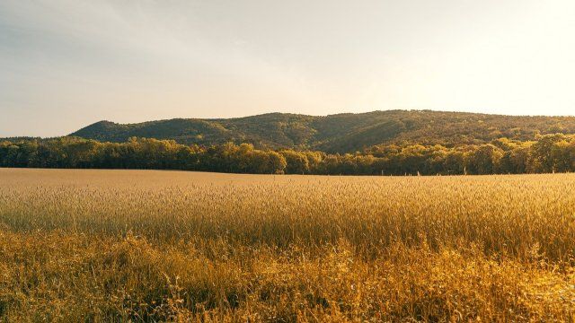 Hitze und Trockenheit sorgen für unterdurchschnittliche Getreideernte