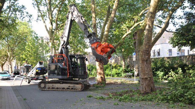 Neue große Platanen ersetzen kranke Bäume