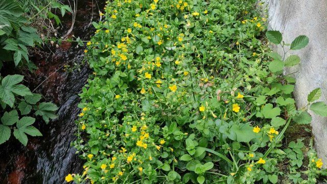 Gauklerblume am Kaltbach fest etabliert