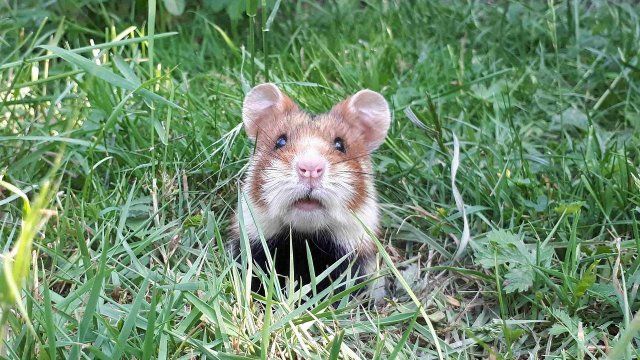 Die Zeit drängt: Bauern und Naturschützer kämpfen für den Feldhamster