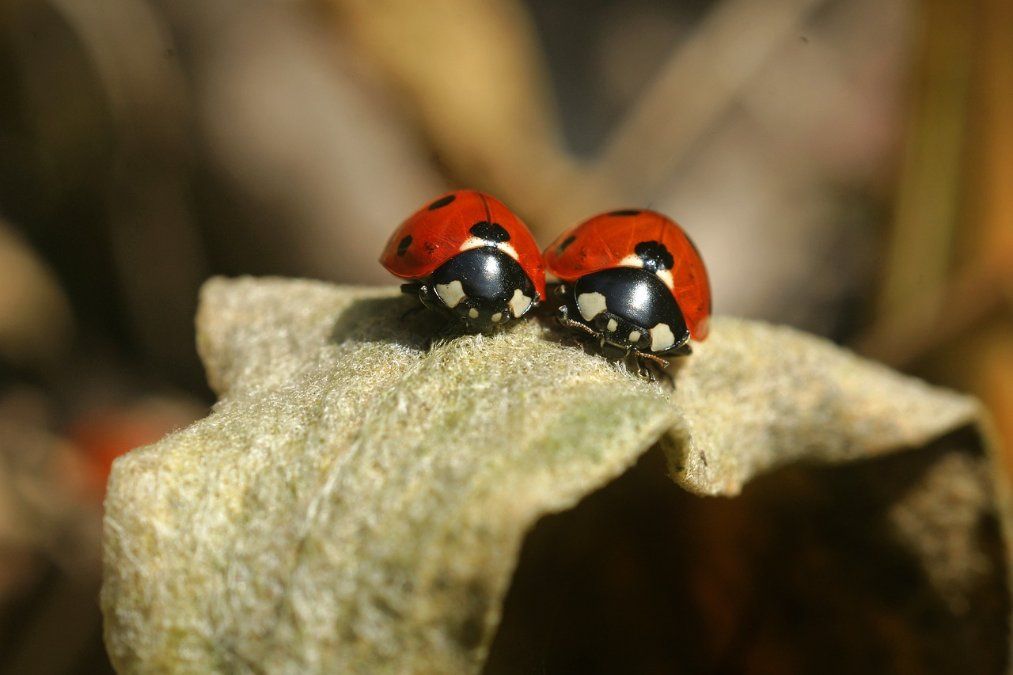 Naturschutzbund ruft erneut zum Insektenzählen auf Naturschutzbund ruft erneut zum Insektenzählen auf