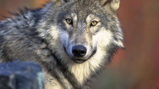 Neuer Wolfsmanagementplan
