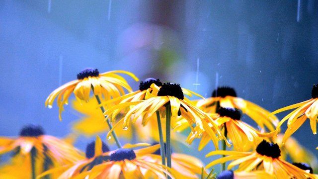 DWD: Juli in Rheinland-Pfalz nass, aber trotzdem zu warm