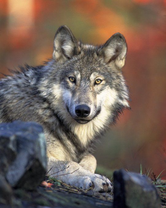 Neuer Wolfsmanagementplan Neuer Wolfsmanagementplan