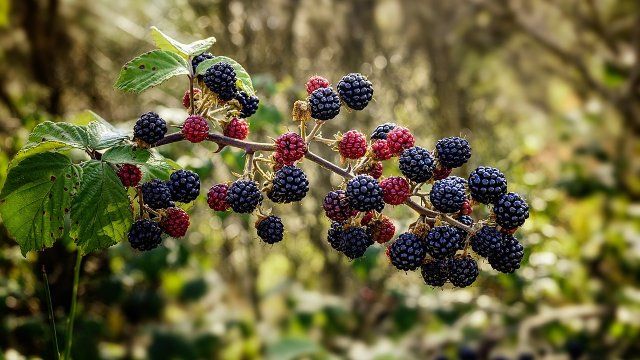 Forst: Brombeere Gewinner der klimawandelbedingten Veränderungen