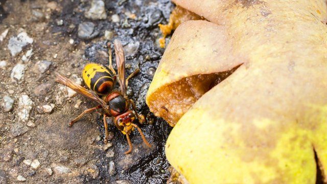 Klettersteig bei Boppard wegen Hornissenangriffen gesperrt