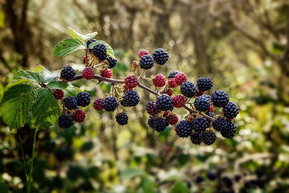 Forst: Brombeere Gewinner der klimawandelbedingten Veränderungen Forst: Brombeere Gewinner der klimawandelbedingten Veränderungen