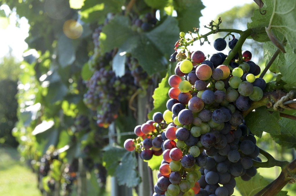 Weinlese beginnt - Nachfrage leicht gesunken Weinlese beginnt - Nachfrage leicht gesunken