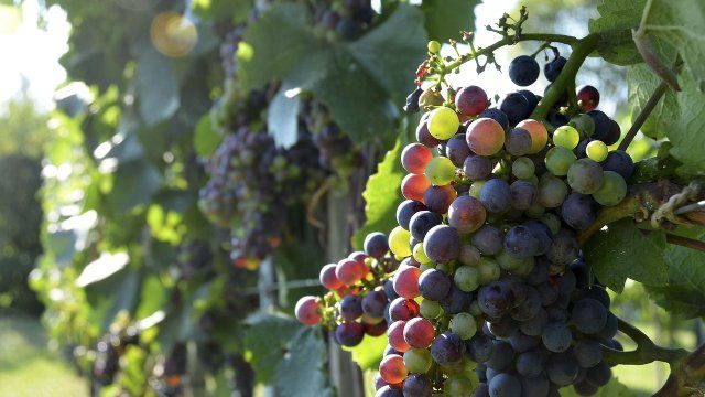 Weinlese beginnt - Nachfrage leicht gesunken