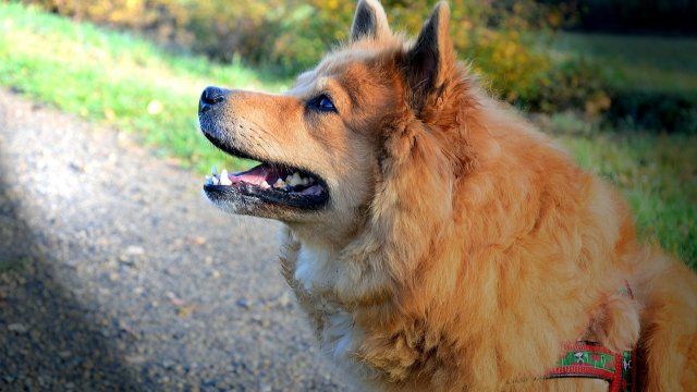 Gericht: Hundesteuer gilt auch für Therapiehunde