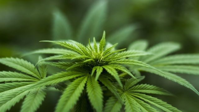Geplante Regeln für Cannabis-Clubs 