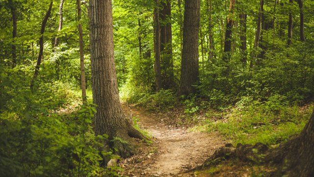 „Klimawald“ entwickelt sich gut