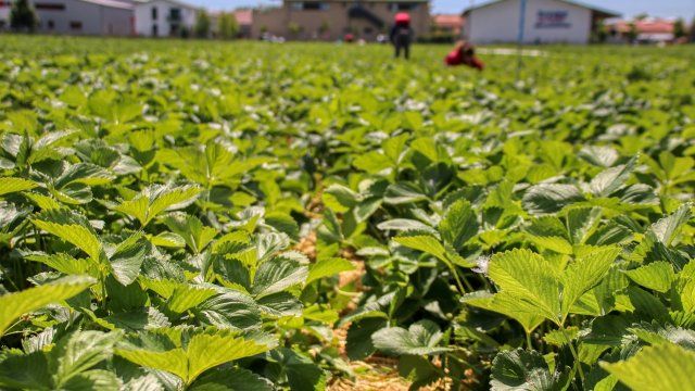 Kabinett billigt Hilfen für Bauern mit Freilandobst und Hopfen
