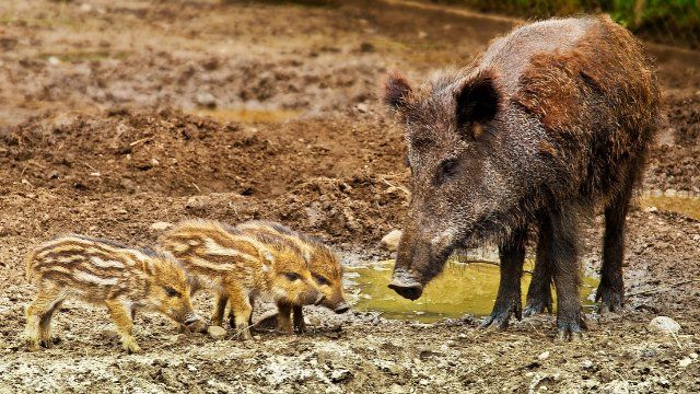 Wildschweine machen es sich in Unkel gemütlich