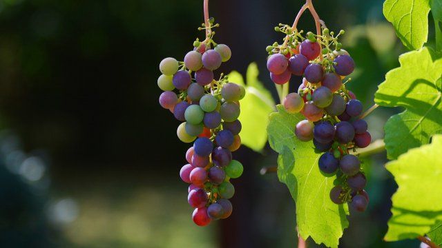 Winzer sehen wenig Chancen für Eiswein