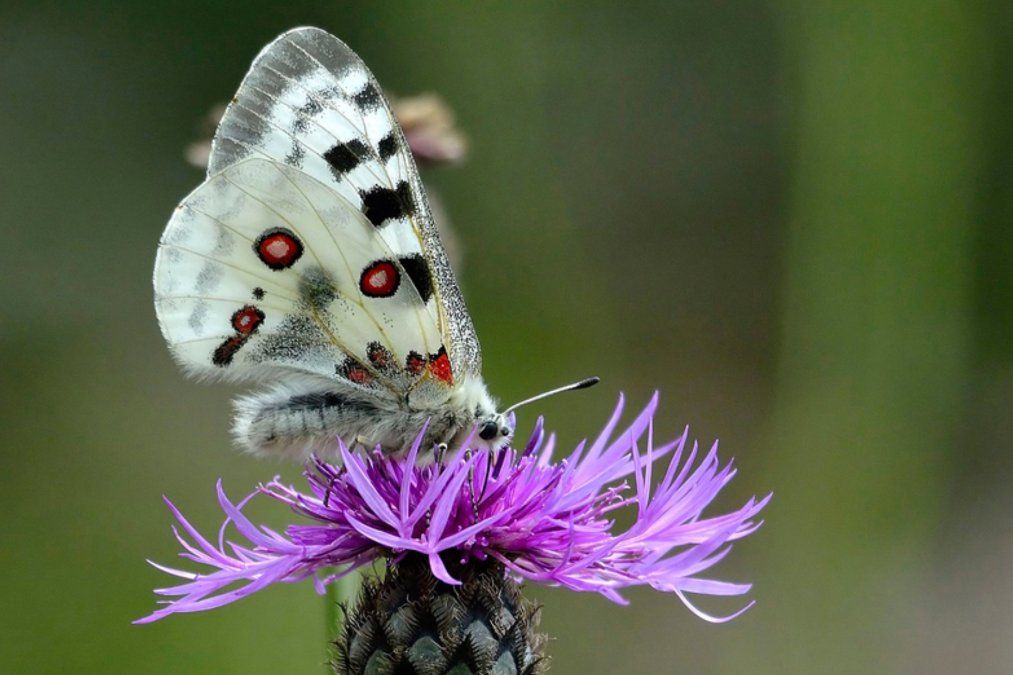 Mosel-Apollofalter ist "Schmetterling des Jahres" Mosel-Apollofalter ist "Schmetterling des Jahres"