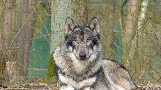 Umweltministerium erklärt Westlichen Hunsrück zu Wolfsgebiet