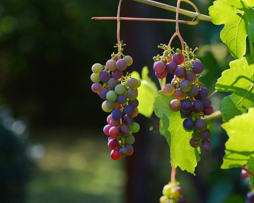 Winzer sehen wenig Chancen für Eiswein