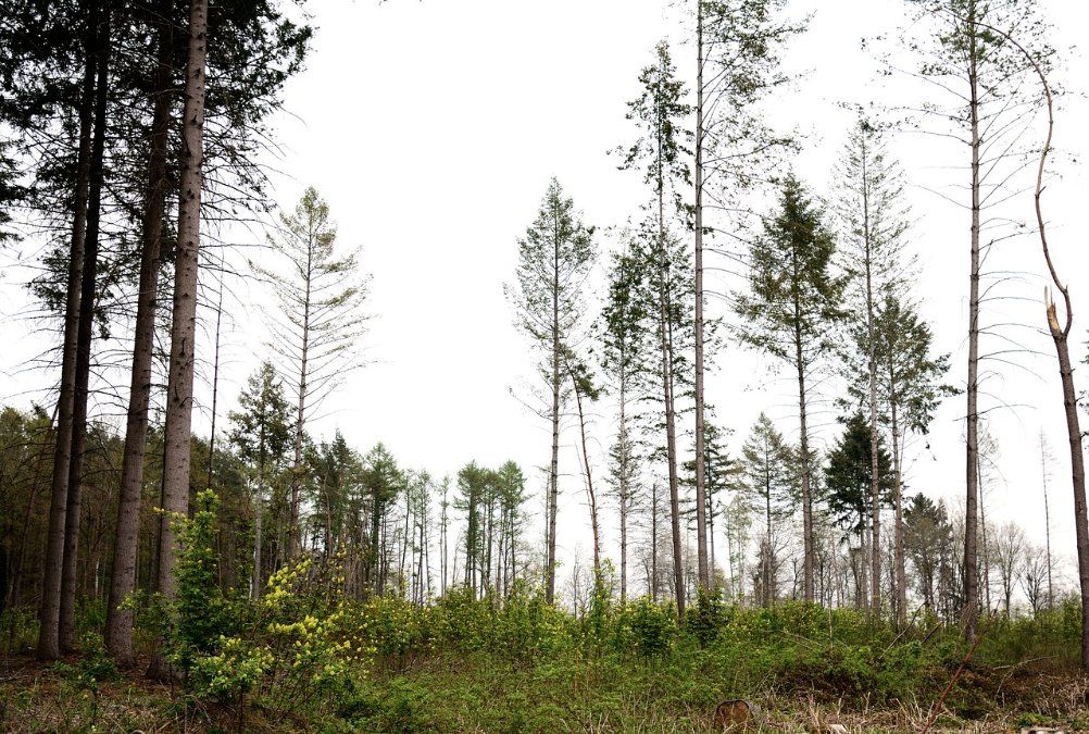 «Keine guten Nachrichten» - Wald in Rheinland-Pfalz stark geschädigt «Keine guten Nachrichten» - Wald in Rheinland-Pfalz stark geschädigt