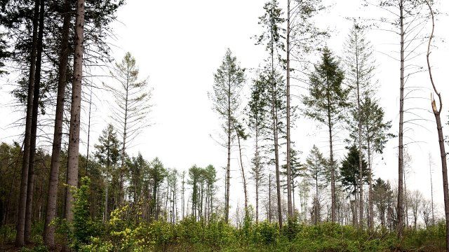 «Keine guten Nachrichten» - Wald in Rheinland-Pfalz stark geschädigt