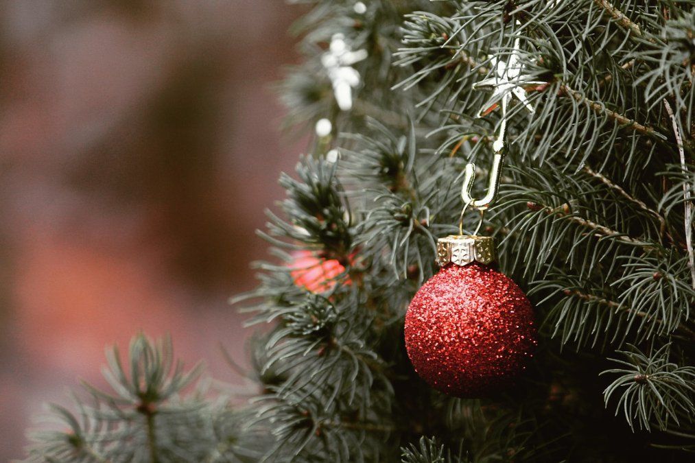 Mehr Öko-Weihnachtsbäume - Nachfrage dennoch höher als Angebot