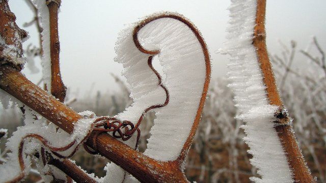 «Poker mit den Jahreszeiten» - bisher kaum Eiswein geerntet